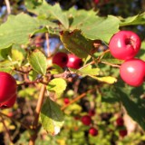 1109F 137 Trier-Paderborn